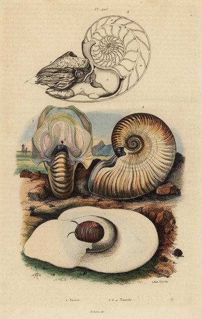 Lumaca di mare, Neverita didyma, nautilo crostoso, Nonion umbilicatulum, e nautilo camerato, Nautilus pompilius da Unbekannt