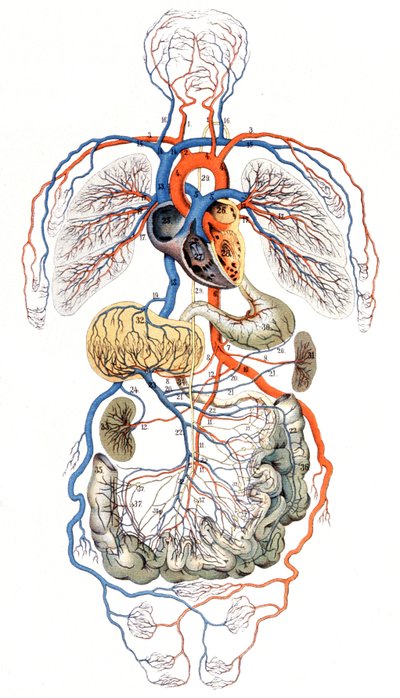Circolazione del sangue, c. 1880 da Unbekannter Künstler