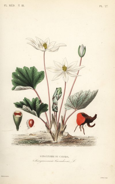 Sanguinaria, Sanguinaria canadensis da Unbekannt