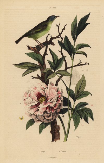 Coda a ventaglio dalla testa blu e peonia da Unbekannt