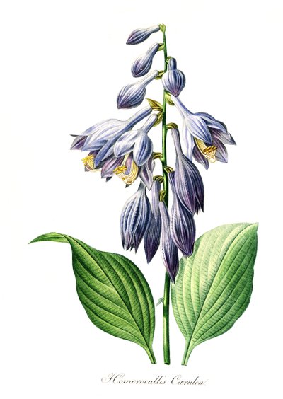 Giglio diurno blu (Hemerocallis caerulea), riproduzione digitale di un originale del 18° secolo, data originale sconosciuta da Unbekannter Künstler
