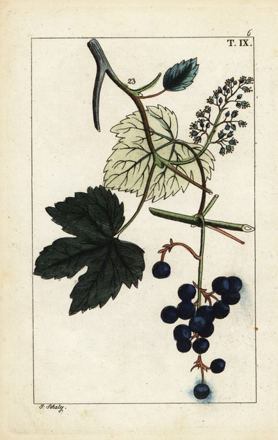 Uva blu sulla vite, Vinis vitifera da Unbekannter Künstler