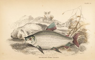 Bocachico o koulimata, Prochilodus rubrotaeniatus. Incisione a mano colorata da W.H. Lizars da un