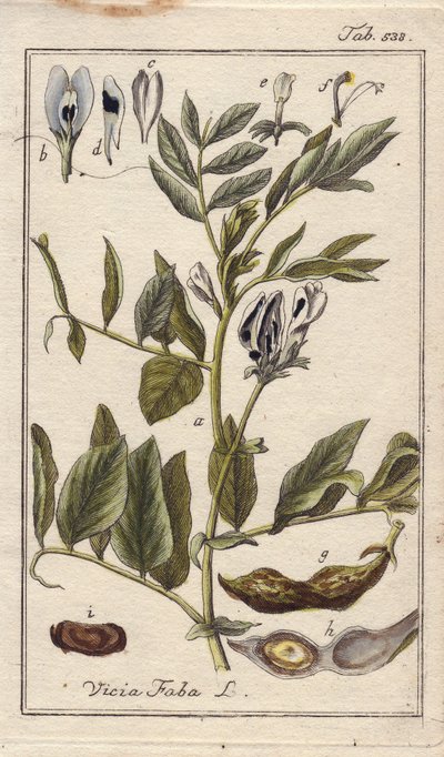 Pianta di fagiolo con fiori, foglie e baccelli da Unbekannter Künstler