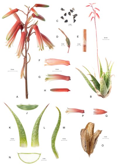 Tavola botanica/Aloe da Unbekannt