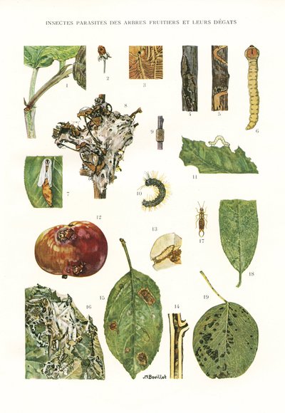 Tavola botanica: Parassiti degli alberi da frutto da Unbekannt