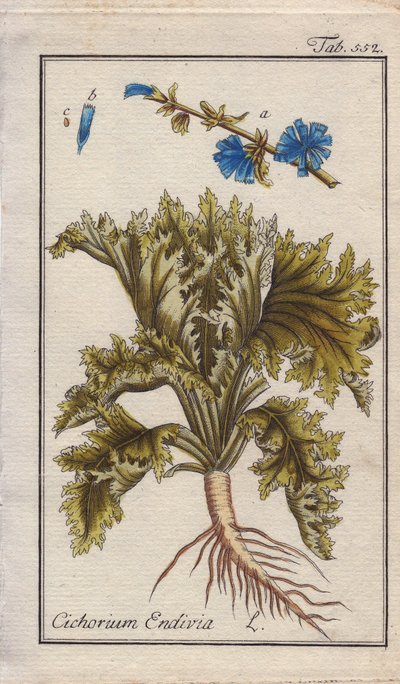 Indivia con radice, foglie e fiori da Unbekannter Künstler