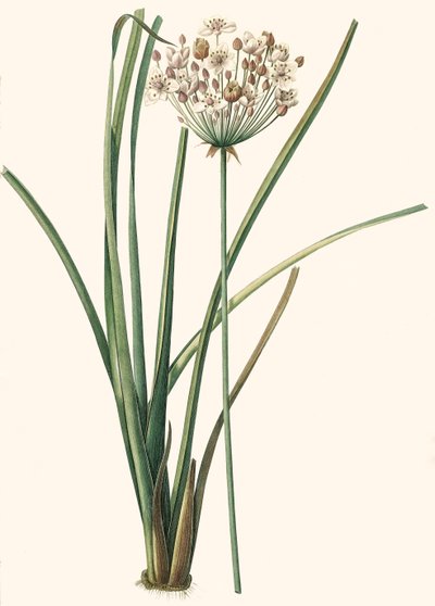 Illustrazione botanica/Redouté/Butomus umbellatus da Unbekannt