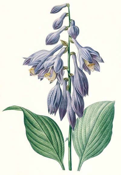 Illustrazione botanica/Redouté/Hosta ventricosa da Unbekannt