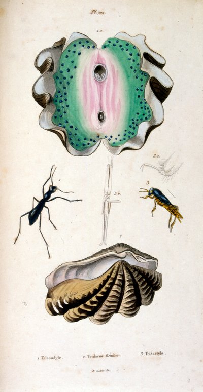 Illustrazione botanica e zoologica di F. E. Guérin. Da 