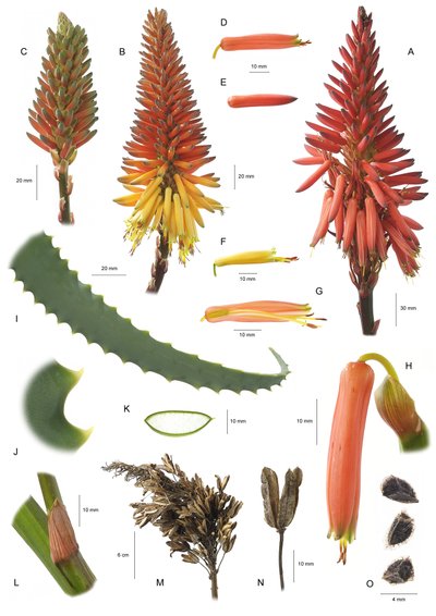 Aloe arborescens da Unbekannt