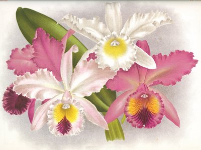 Tavola botanica: Cattleya labiata - Lindenia da Unbekannt