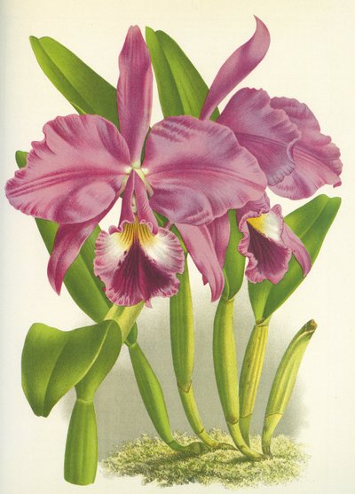 Tavola botanica: Cattleya labiata var. Autumnalis da Unbekannt