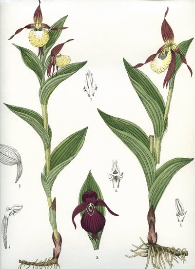 Tavola botanica/Cypripedium calceolus/Zoccolo di Venere da Unbekannt