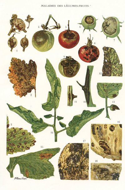 Tavola botanica/Malattie di frutta e verdura da Unbekannt