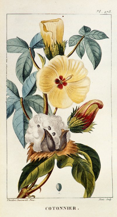 Tavola botanica, Gossypium sp, Cotone da Unbekannt