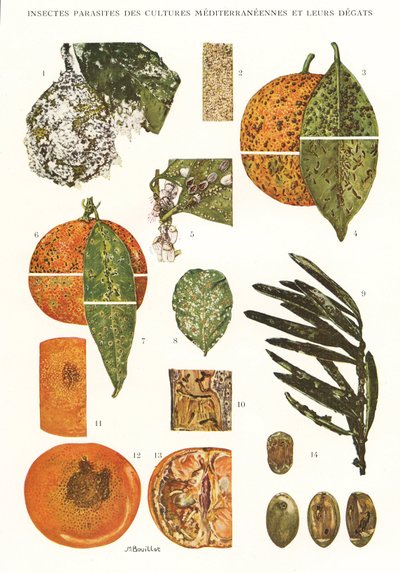 Tavola botanica: Parassiti degli insetti delle colture mediterranee da Unbekannt