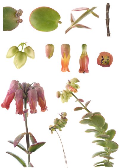 Tavola botanica/Kalanchoe marnieriana da Unbekannt