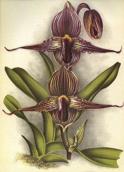 Tavola botanica/Paphiopedilum rothschildianum/Lindenia da Unbekannt