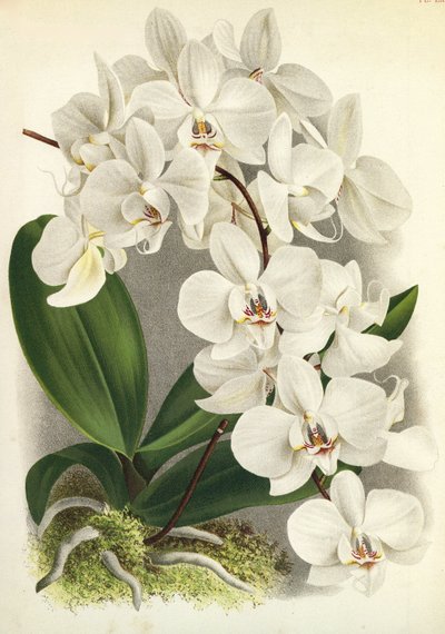 Tavola botanica: Phalaenopsis amabilis, Phalaenopsis gigantea da Unbekannt