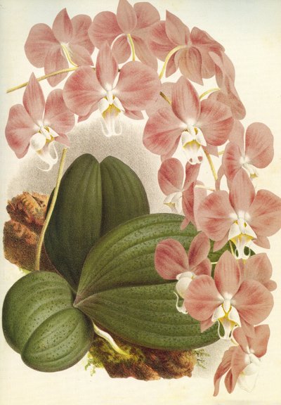 Tavola botanica: Phalaenopsis sanderiana - Lindenia da Unbekannt