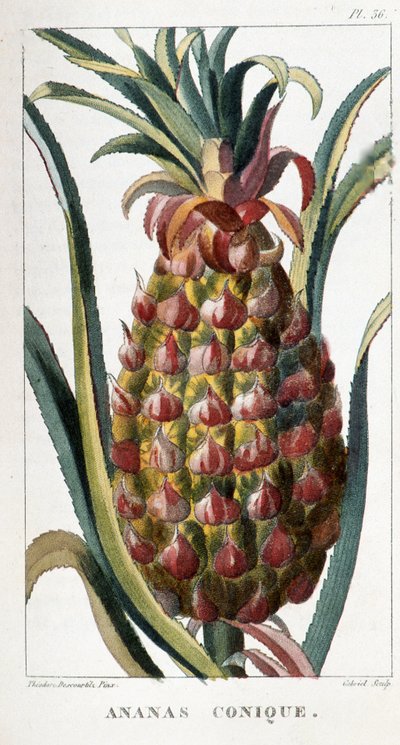Tavola botanica, Ananas da Unbekannt