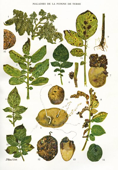 Tavola botanica: Malattie della patata - Solanum tuberosum da Unbekannt