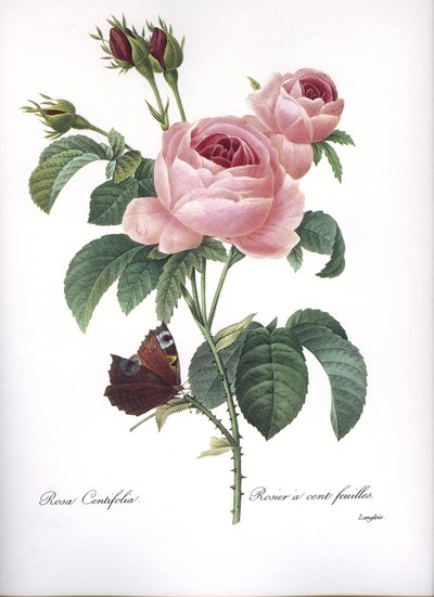 Tavola botanica/Rosa centifolia/Rosa a cento petali/Redouté da Unbekannt