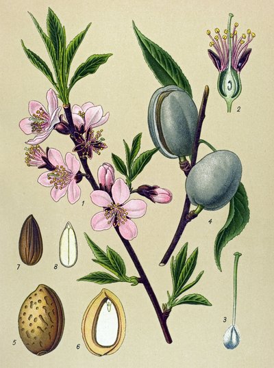 Tavola botanica. Mandorlo: mandorlo comune (Amygdalus communis) da Unbekannter Künstler