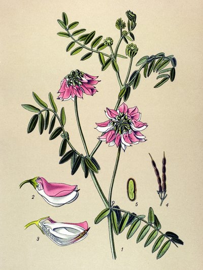 Tavola botanica, pianta: Coronilla bigarree (Coronilla varia) da Unbekannter Künstler