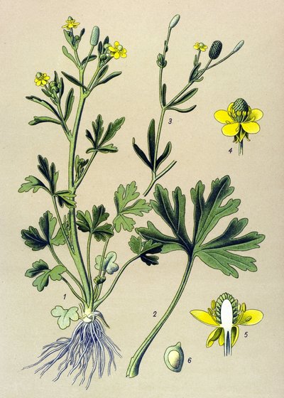 Tavola botanica. Pianta velenosa: ranuncolo scelerato (Ranunculus sceleratus) da Unbekannter Künstler