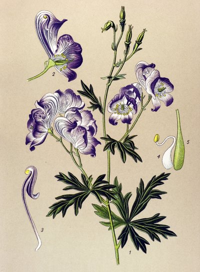 Tavola botanica. Pianta velenosa e medicinale: Aconito variegato (Aconitum variegatum) da Unbekannter Künstler