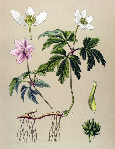 Tavola botanica, pianta velenosa e medicinale: Anemone sylvie o Anemone dei boschi (Anemone nemorosa) da Unbekannter Künstler
