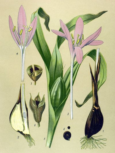 Tavola botanica, pianta velenosa e medicinale: Colchico autunnale (Colchicum autumnale) da Unbekannter Künstler