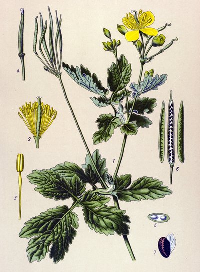 Tavola botanica, pianta velenosa e medicinale: Chelidonia maggiore (Chelidonium majus) da Unbekannter Künstler
