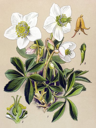 Tavola botanica. Pianta velenosa (tossica) e medicinale: rosa di Natale (Helleborus niger) da Unbekannter Künstler