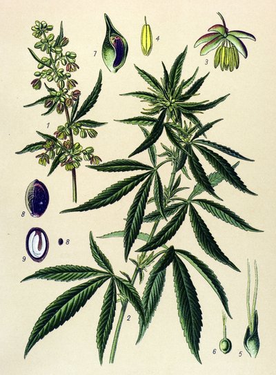 Tavola botanica. Pianta velenosa e medicinale: Canapa (Cannabis sativa) da Unbekannter Künstler