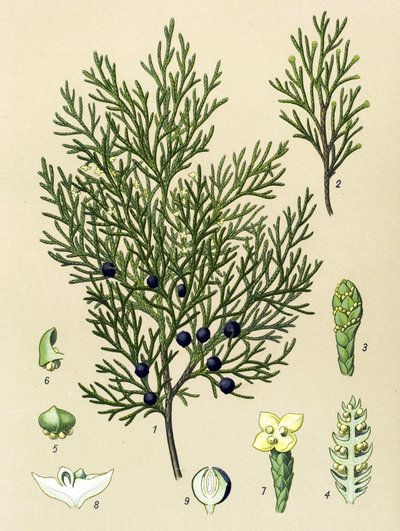 Tavola botanica. Pianta velenosa e medicinale: ginepro sabina (Juniperus sabina) da Unbekannter Künstler