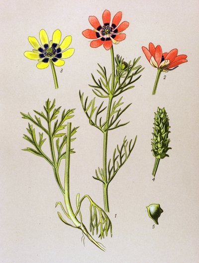 Tavola botanica. Pianta velenosa e medicinale: adonide estiva (Adonis aestivalis) da Unbekannter Künstler