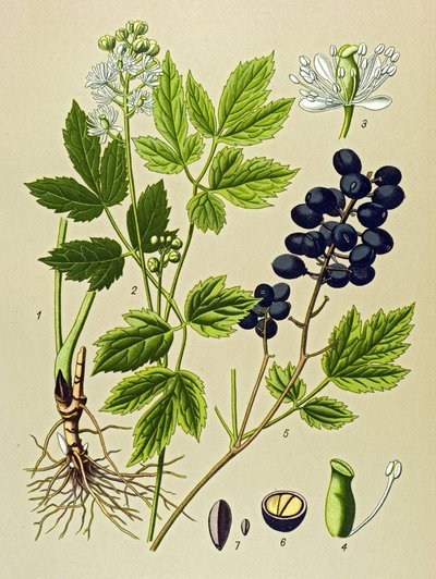 Tavola botanica, pianta velenosa e medicinale: Adonide estiva (Adonis aestivalis) da Unbekannter Künstler