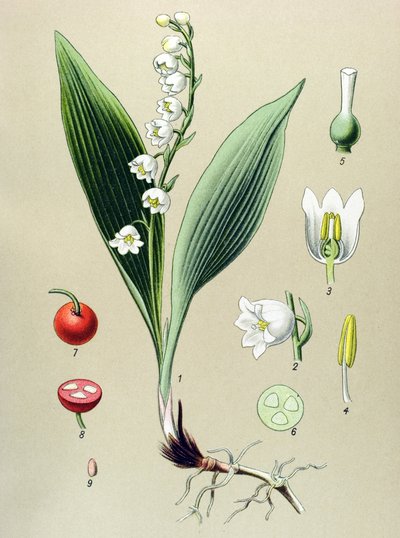 Tavola botanica, pianta velenosa e medicinale: Mughetto (Convallaria majalis) da Unbekannter Künstler