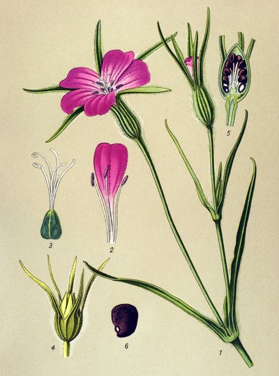 Tavola botanica, pianta velenosa: Nielle di Blew (Agrostemma githago) da Unbekannter Künstler