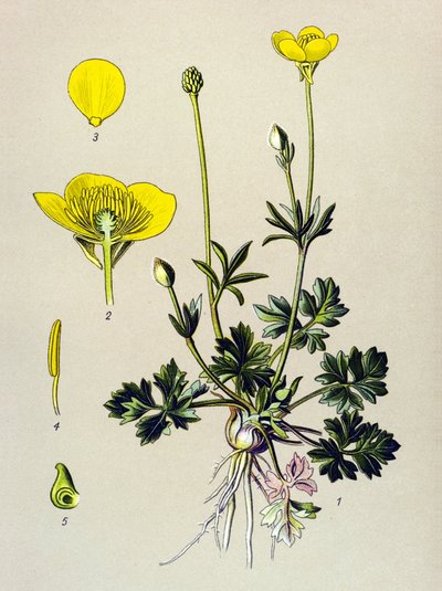 Tavola botanica. Pianta velenosa (tossica): ranuncolo bulboso o bocciolo dorato (Ranunculus bulbosus) da Unbekannter Künstler