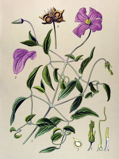 Tavola botanica. Pianta velenosa: clematide viticella (Clematis viticella) da Unbekannter Künstler