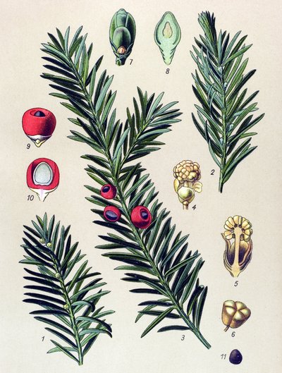 Tavola botanica. Pianta velenosa: Tasso comune (Taxus baccata) da Unbekannter Künstler