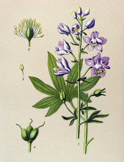 Tavola botanica. Pianta velenosa: Delfinella staphysegar (Delphinium staphysagria) da Unbekannter Künstler
