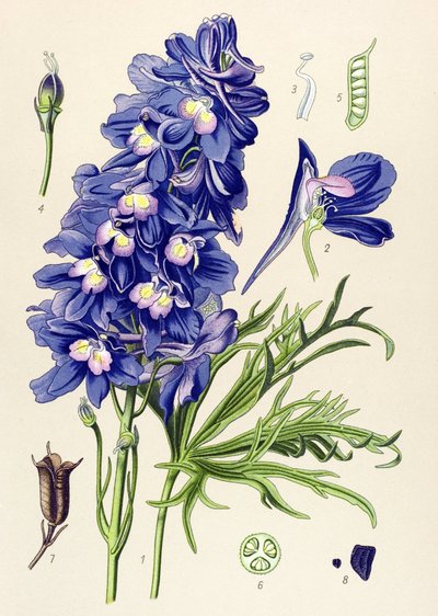 Tavola botanica. Pianta velenosa (tossica): delfinio o piedi di allodola (Delphinium grandiflorum) da Unbekannter Künstler