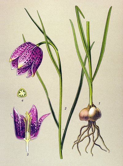 Tavola botanica, pianta velenosa: Fritillaria meleagris da Unbekannter Künstler