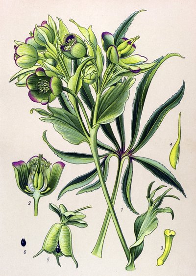 Tavola botanica. Pianta velenosa (tossica): elleboro fetido (Helleborus foetidus) da Unbekannter Künstler