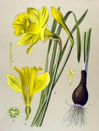 Tavola botanica, pianta velenosa: Narciso giallo (Narcissus pseudonarcissus) da Unbekannter Künstler